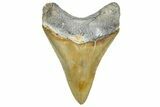 Serrated, Fossil Megalodon Tooth - North Carolina #343426-1